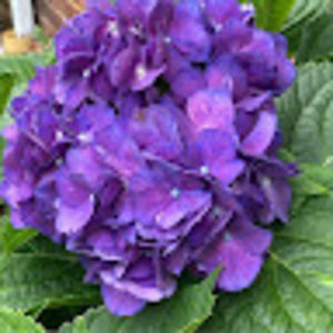 Meet your Posher, Ann